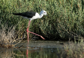 Καλαμοκανας (Himantopus himantopus) στη λιμνοθαλασσα Ωρωπου