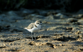 Θαλασσοσφυριχτης (Charadrius alexandrinus) στη λιμνοθαλασσα Ωρωπου