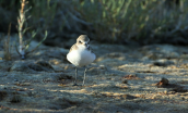 Θαλασσοσφυριχτης (Charadrius alexandrinus) στη λιμνοθαλασσα Ωρωπου