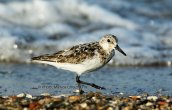 Λευκοσκαλιδρα (Calidris alba) στη λιμνοθαλασσα Ωρωπου