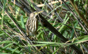Μικροτσικνιας (Ixobrychus minutus) στο παρκο Τριτση