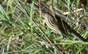 Μικροτσικνιας (Ixobrychus minutus) στο παρκο Τριτση