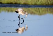 Νεαρο φοινικοπτερο (Phoenicopterus ruber) στη λιμνοθαλασσα Ωρωπου
