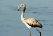 Νεαρο φοινικοπτερο (Phoenicopterus ruber) στη λιμνοθαλασσα Ωρωπου