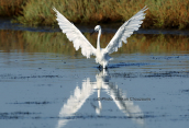 Λευκοτσικνιας (Egretta garzetta) στη λιμνοθαλασσα Ωρωπου