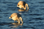 Φοινικοπτερα (Phoenicopterus ruber) στη λιμνοθαλασσα Ωρωπου
