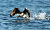 Θαλασσοκορακας (Phalacrocorax aristotelis) στον Ωρωπο