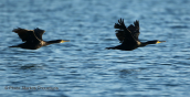 Θαλασσοκορακες (Phalacrocorax aristotelis) στον Ωρωπο