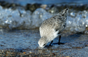 Λευκοσκαλιδρα (Calidris alba) στη λιμνοθαλασσα Ωρωπου