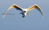 Λευκοτσικνιας (Egretta garzetta) στη λιμνοθαλασσα Ωρωπου