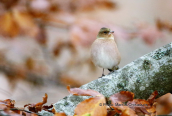 Σπινος (Fringilla coelebs) στη Ροδοπη