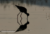 Καλαμοκανας-Himantopus himantopus