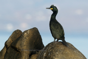 Θαλασσοκορακας (Phalacrocorax aristotelis)