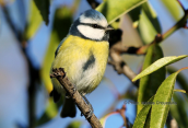 Γαλαζοπαπαδιτσα (Parus caeruleus) στο παρκο Τριτση στην Αθηνα