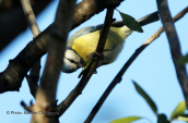 Γαλαζοπαπαδιτσα (Parus caeruleus) στο παρκο Τριτση στην Αθηνα