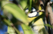 Γαλαζοπαπαδιτσα (Parus caeruleus) στο παρκο Τριτση στην Αθηνα