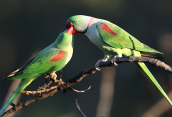 Πρασινοι παπαγαλοι (Psittacula eupatria) σε στιγμες ερωτοτροπιας