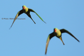 Πρασινοι παπαγαλοι(Psittacula eupatria) στο παρκο Τριτση στην Αθηνα