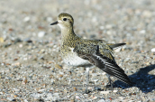 Βροχοπουλι (Pluvialis apricaria) στη λιμνοθαλασσα Ωρωπου