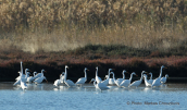 Αργυροτσικνιαδες (Egretta alba) στη λιμνοθαλασσα Ωρωπου