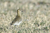 Βροχοπουλι (Pluvialis apricaria) στη λιμνοθαλασσα Ωρωπου