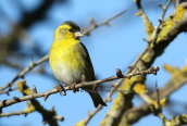Λουγαρο (Carduelis spinus) στη Παρνηθα