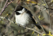 Κλειδωνας (Poecile lugubris) στη Παρνηθα