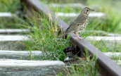 Τσιχλα (Turdus philomelos) στο παρκο Τριτση