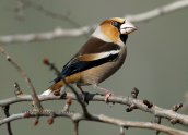Κοκκοθραυστης (Coccothraustes Coccothraustes) στη Παρνηθα