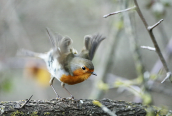 Κοκκινολαιμης (Erithacus rubecula)