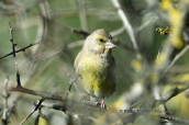 Φλωρος (Carduelis chloris) στη Παρνηθα