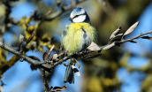 Γαλαζοπαπαδιτσα (Parus caeruleus) στη Παρνηθα