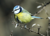 Γαλαζοπαπαδιτσα (Parus caeruleus) στη Παρνηθα