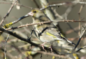 Φλωρος (Carduelis chloris) στη Παρνηθα