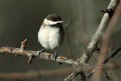 Κλειδωνας (Poecile lugubris) στη Παρνηθα