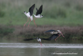 Καλαμοκανας-Himantopus himantopus