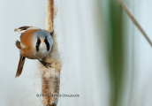 Μουστακαλης (Panurus biarmicus) στη Στροφυλια
