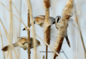 Μουστακαληδες (Panurus biarmicus) στη Στροφυλια