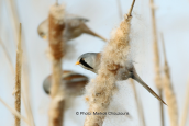 Μουστακαλης (Panurus biarmicus) στη Στροφυλια
