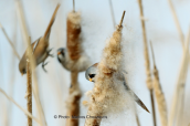 Μουστακαληδες (Panurus biarmicus) στη Στροφυλια