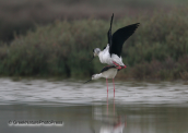 Καλαμοκανας-Himantopus himantopus