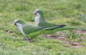 Μυοψιττακοι (Myiopsitta monachus) σε παρκο στην Αθηνα