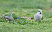 Μυοψιττακοι (Myiopsitta monachus) σε παρκο στην Αθηνα