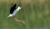 Καλαμοκανας (Himantopus himantopus) στη λιμνοθαλασσα Ωρωπου