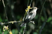 Θηλυκος μαυρομυγοχαφτης (Ficedula hypoleuca) στη Παρνηθα