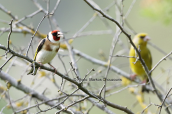 Καρδερινα (Carduelis carduelis) και στο φοντο φλωρος στη Παρνηθα