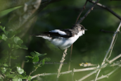 Μαυρομυγοχαφτης (Ficedula hypoleuca) στη Παρνηθα