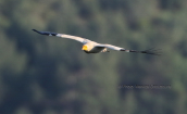Ασπροπαρης (Neophron percnopterus) στο δασος της Δαδιας