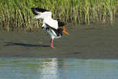 Στρειδοφαγοι (Haematopus ostralegus) στο δελτα του Εβρου