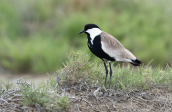 Αγκαθοκαλημανα (Vanellus spinosus) στο δελτα του Εβρου